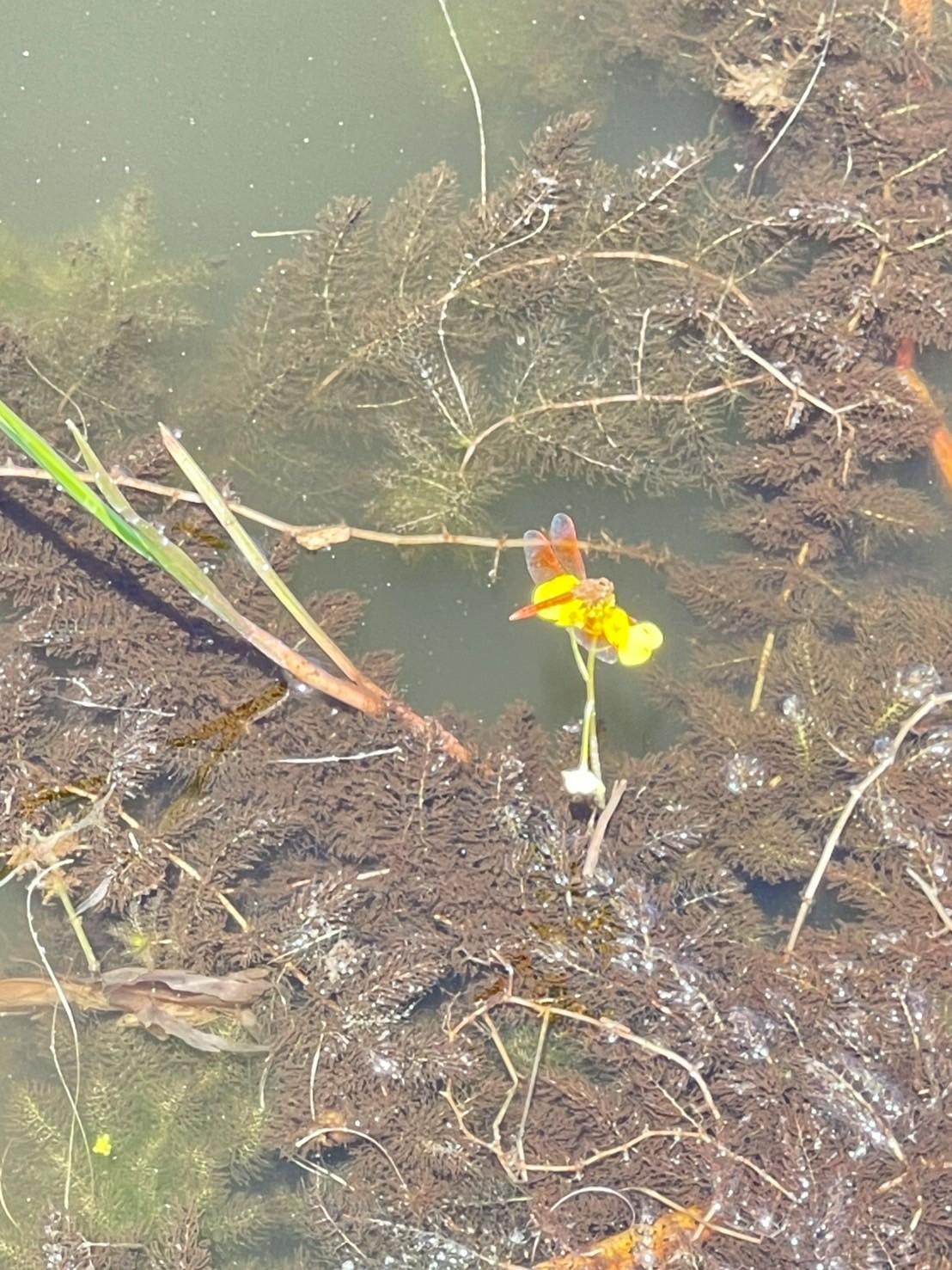 สาหร่ายข้าวเหนียว