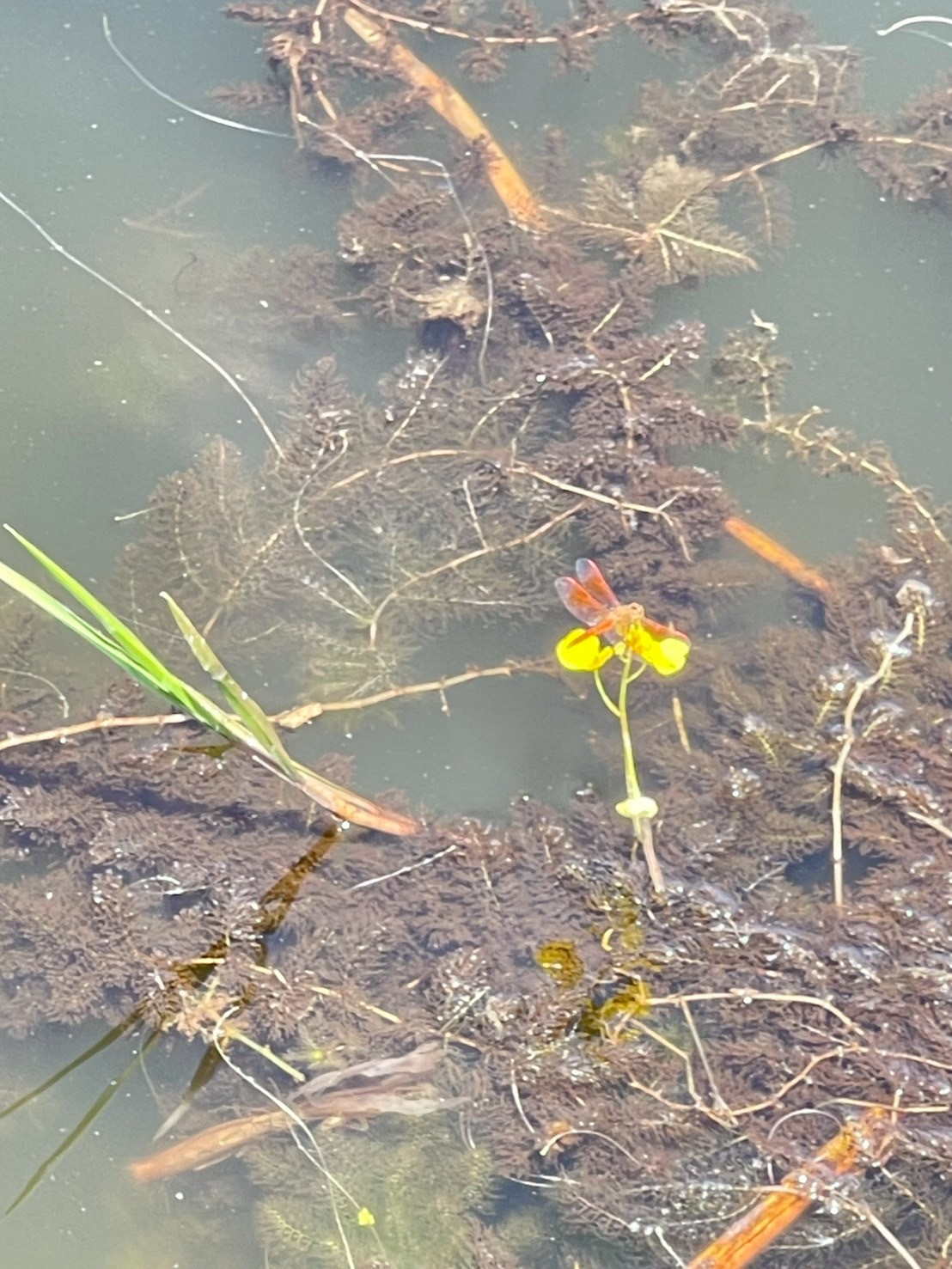 สาหร่ายข้าวเหนียว