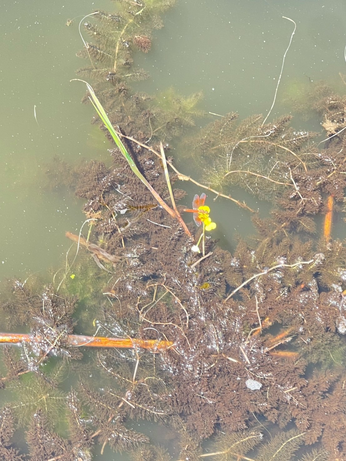 สาหร่ายข้าวเหนียว