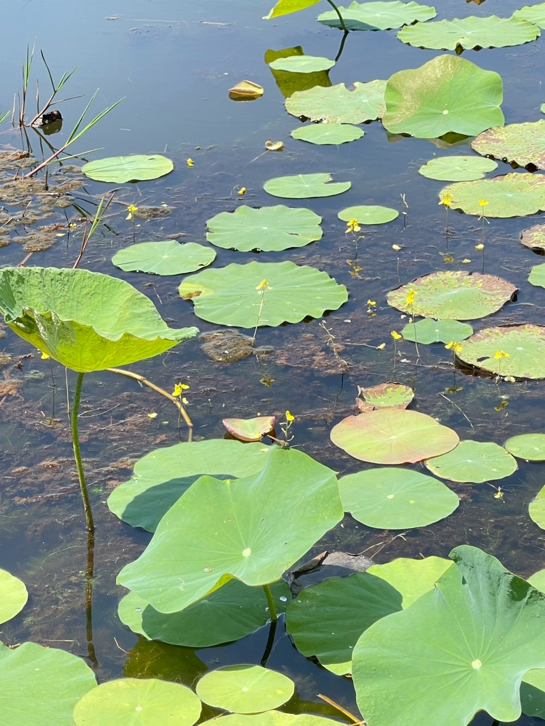 สาหร่ายข้าวเหนียว