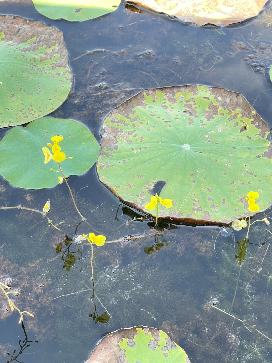 สาหร่ายข้าวเหนียว