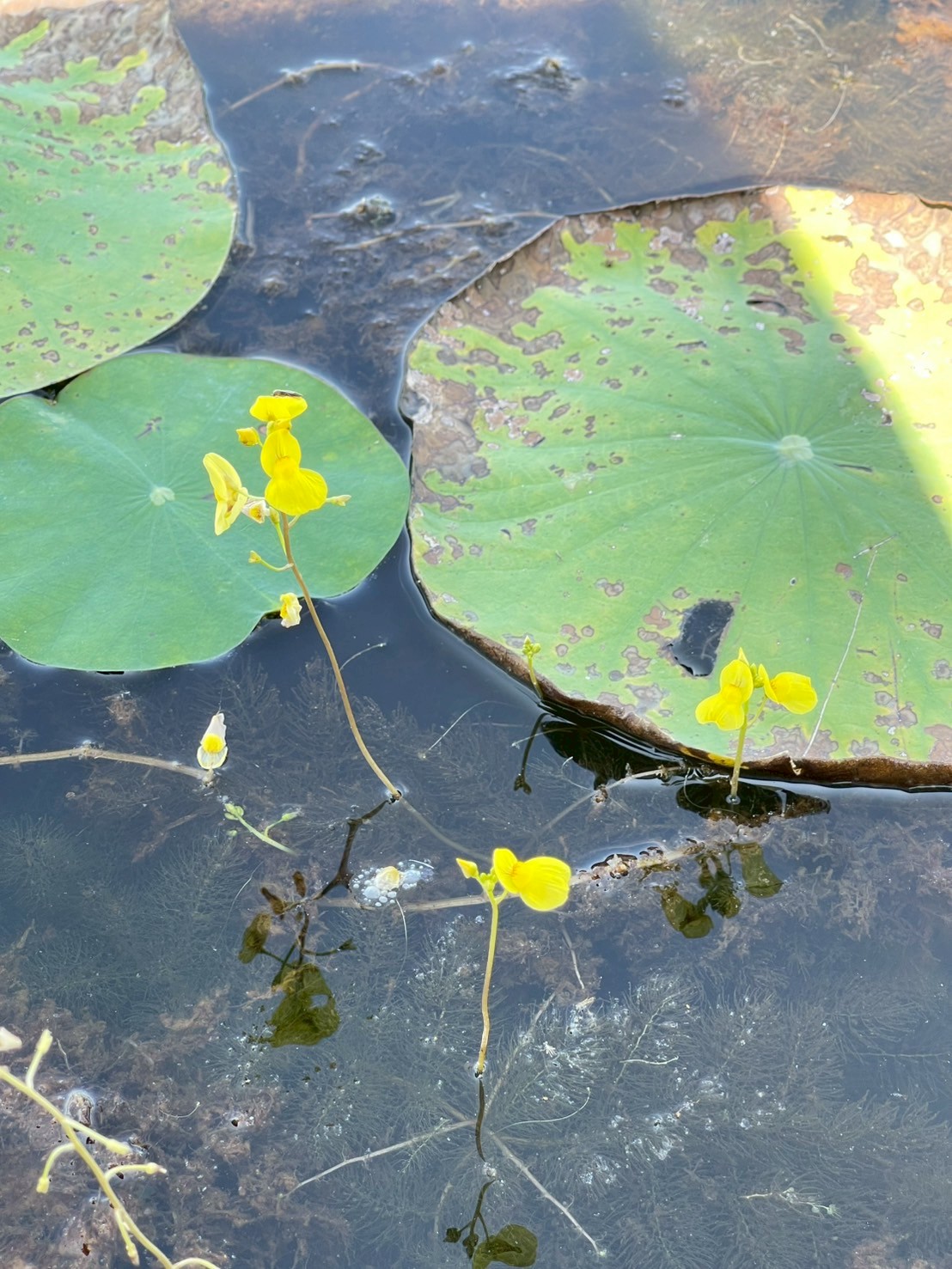 สาหร่ายข้าวเหนียว