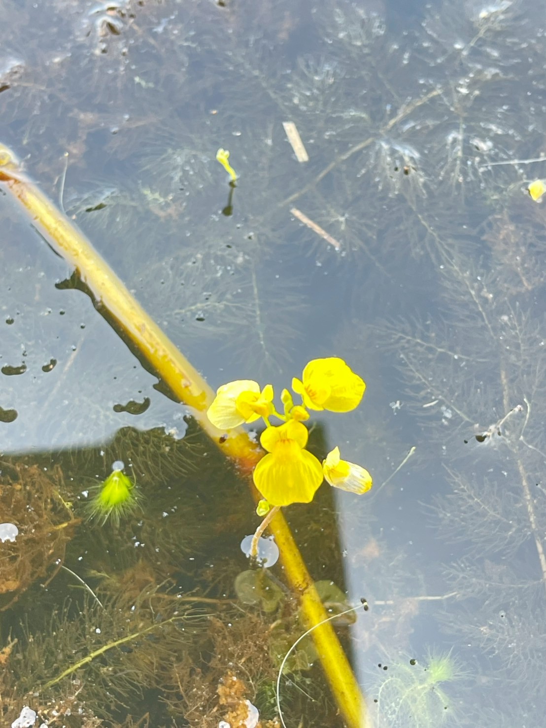 สาหร่ายข้าวเหนียว