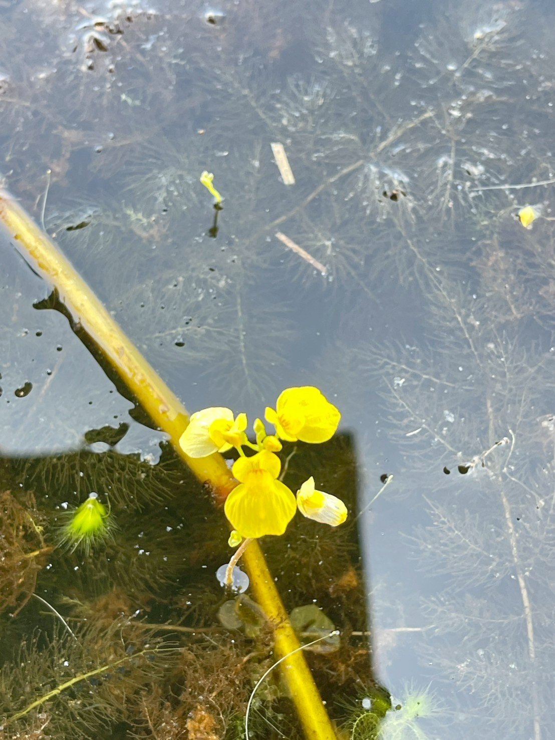 สาหร่ายข้าวเหนียว