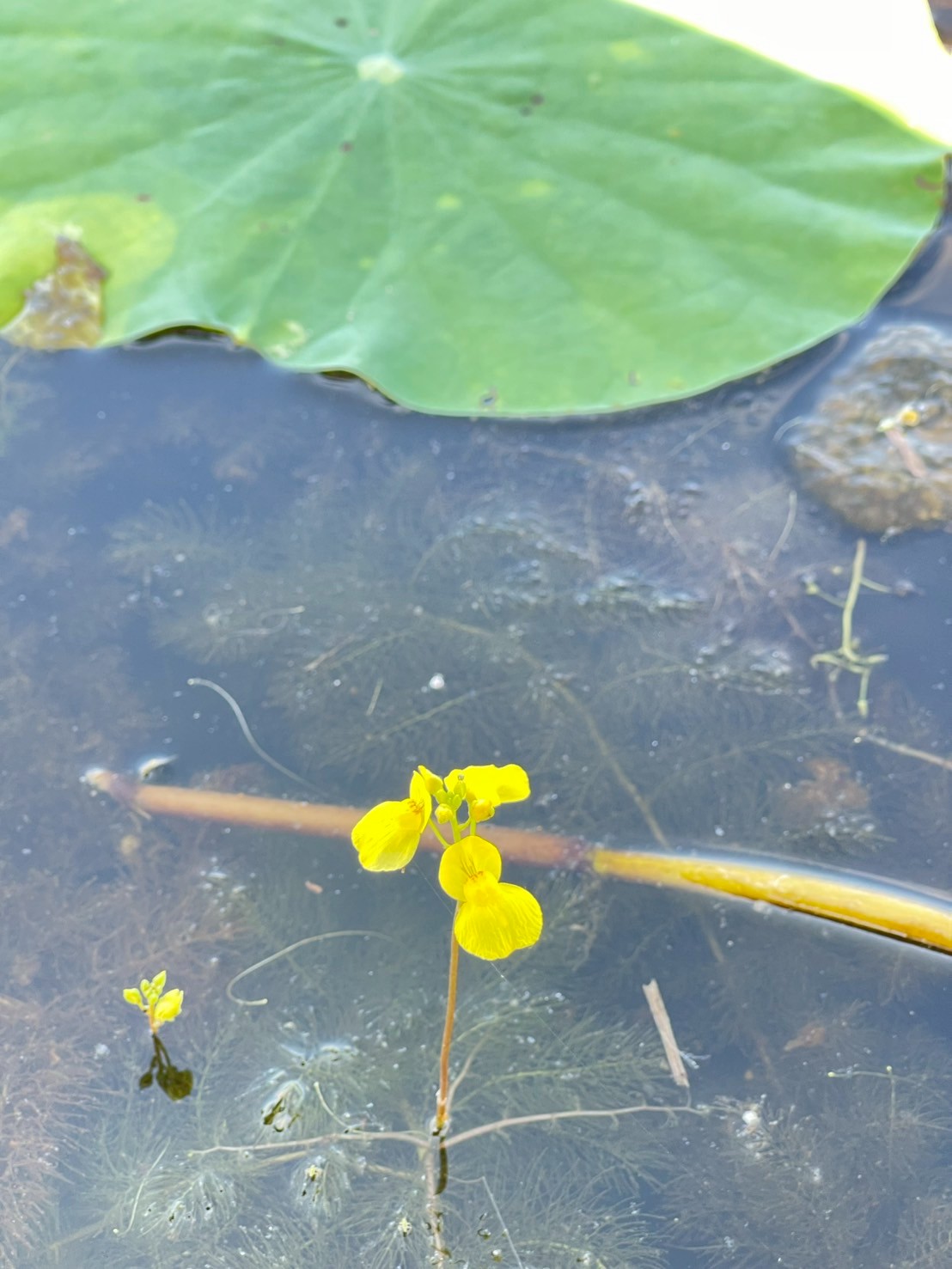 สาหร่ายข้าวเหนียว