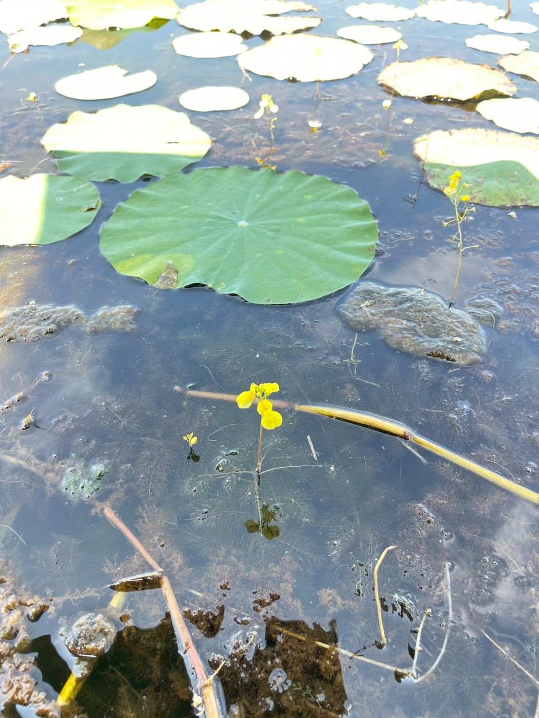สาหร่ายข้าวเหนียว