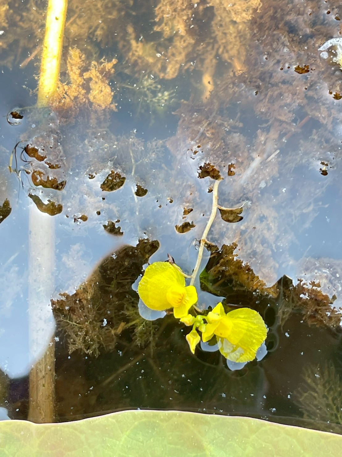 สาหร่ายข้าวเหนียว