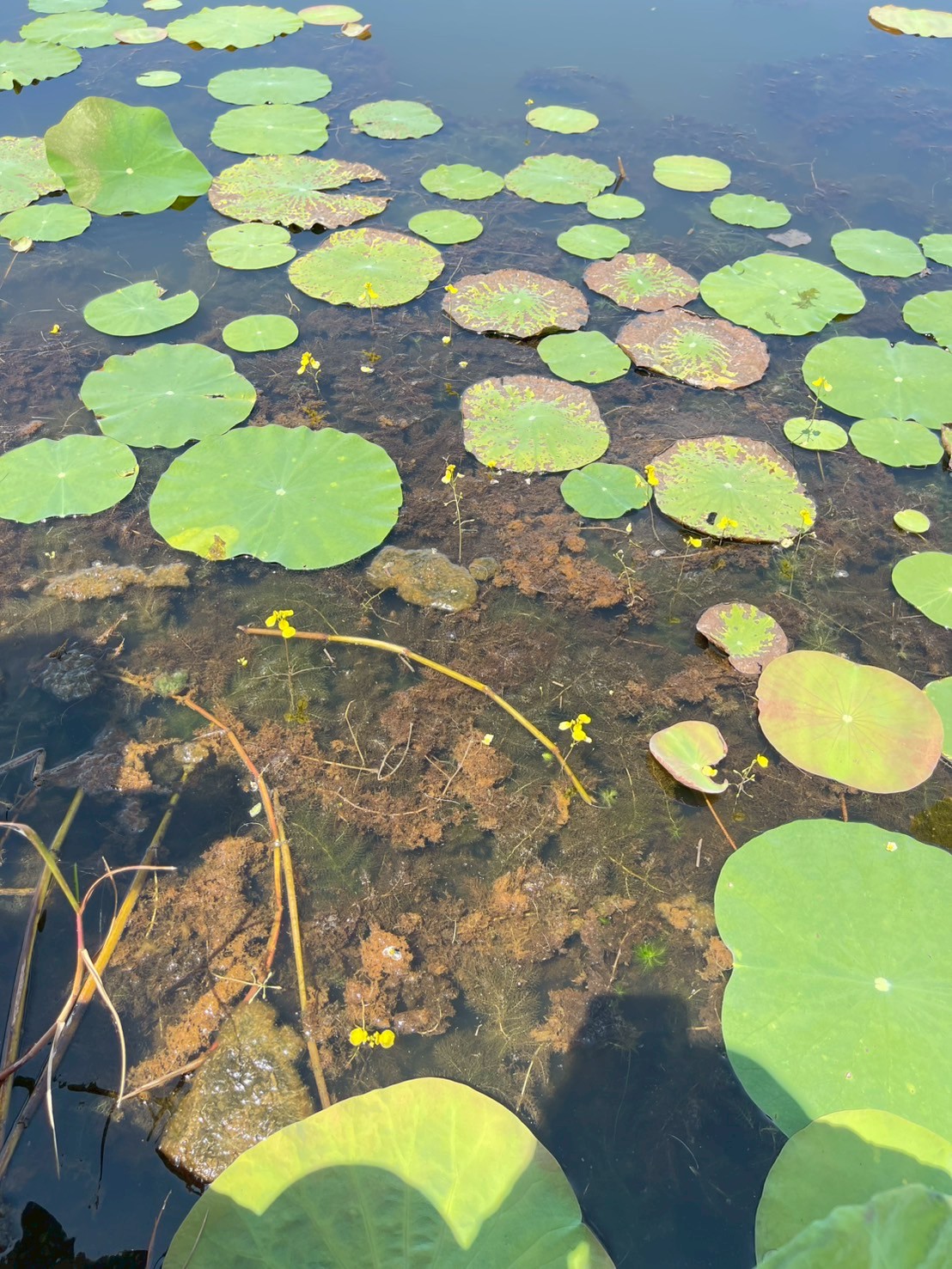 สาหร่ายข้าวเหนียว