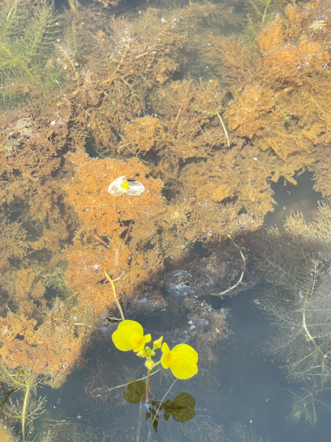 สาหร่ายข้าวเหนียว