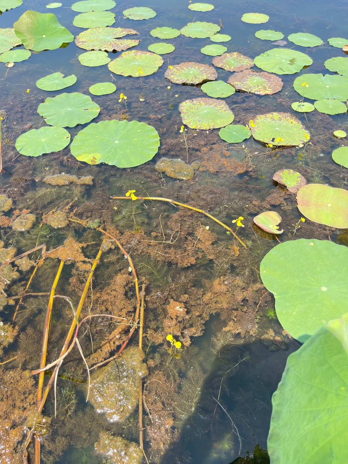 สาหร่ายข้าวเหนียว