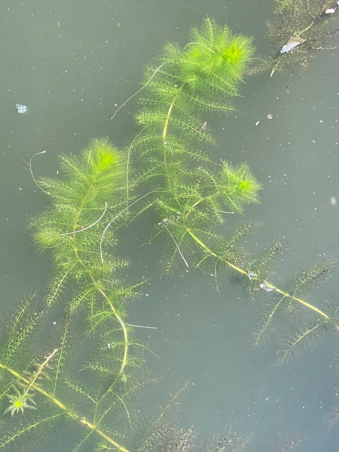 สาหร่ายข้าวเหนียว