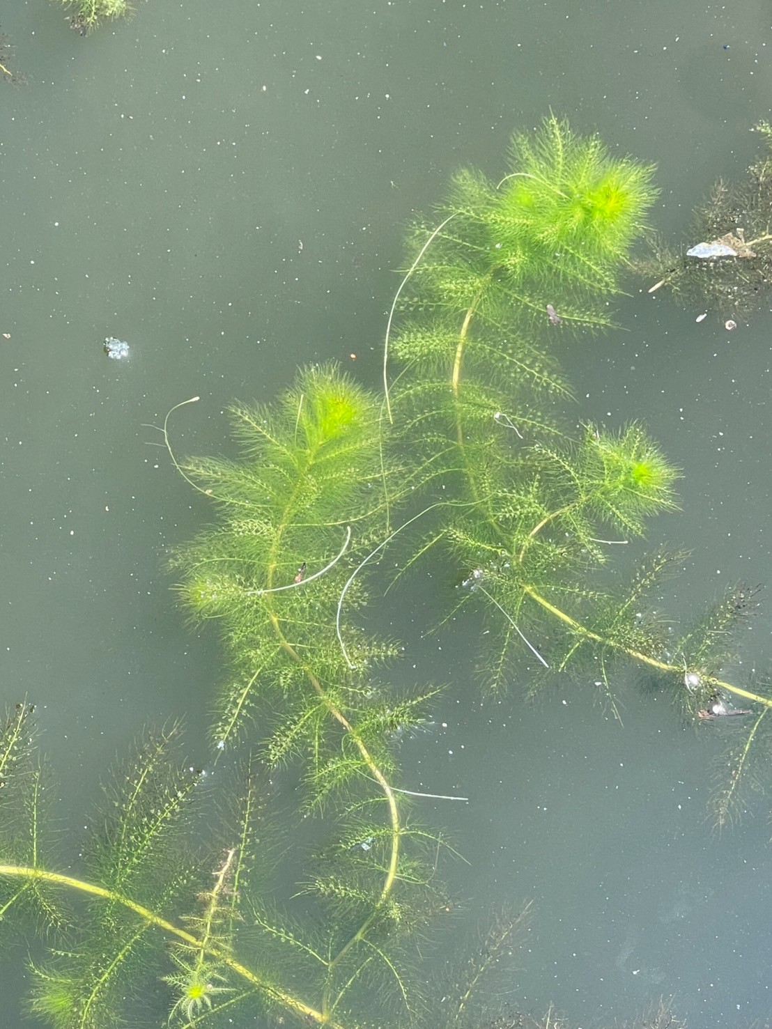 สาหร่ายข้าวเหนียว