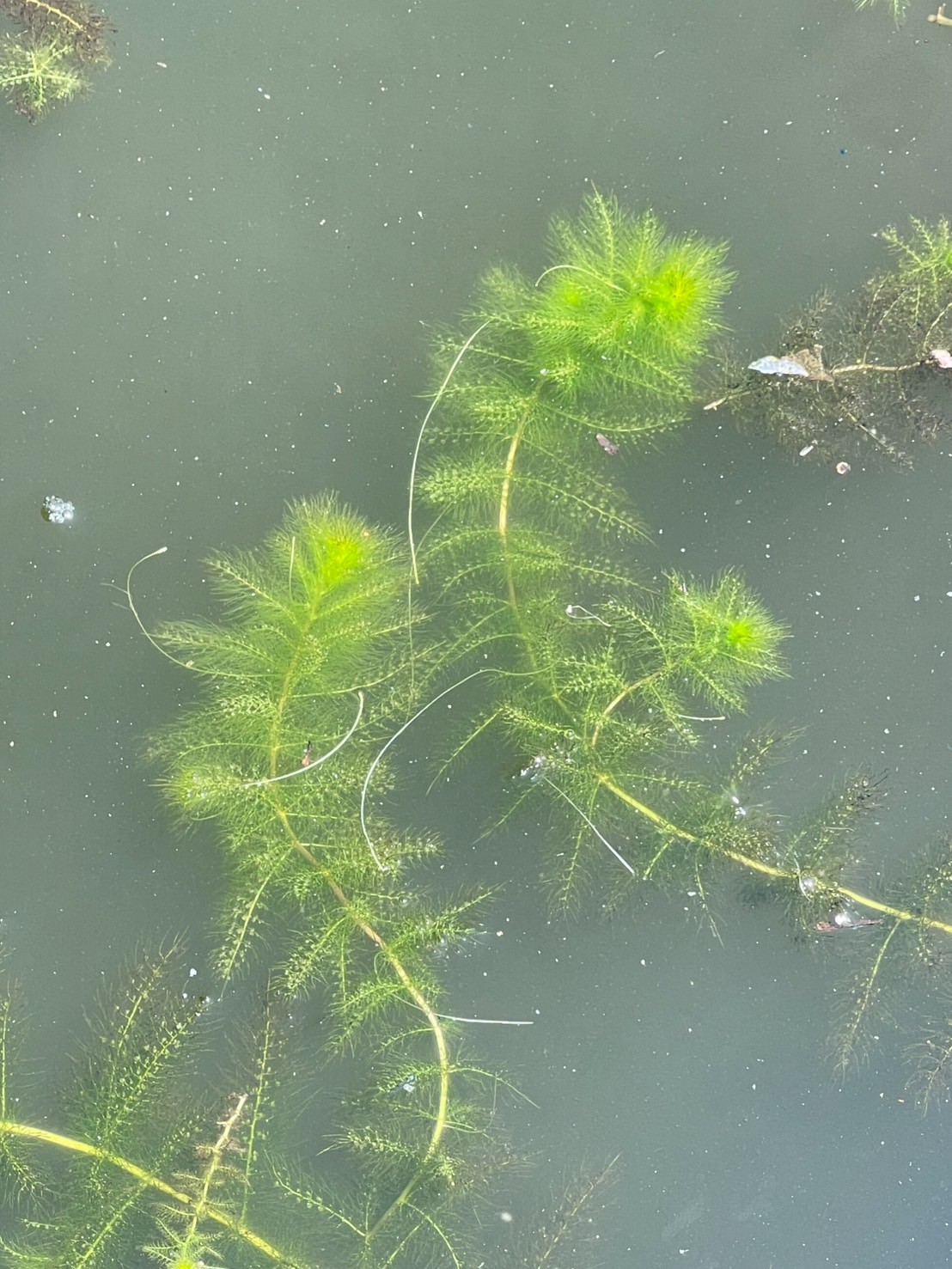 สาหร่ายข้าวเหนียว