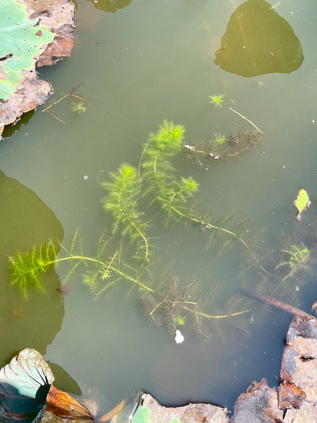 สาหร่ายข้าวเหนียว