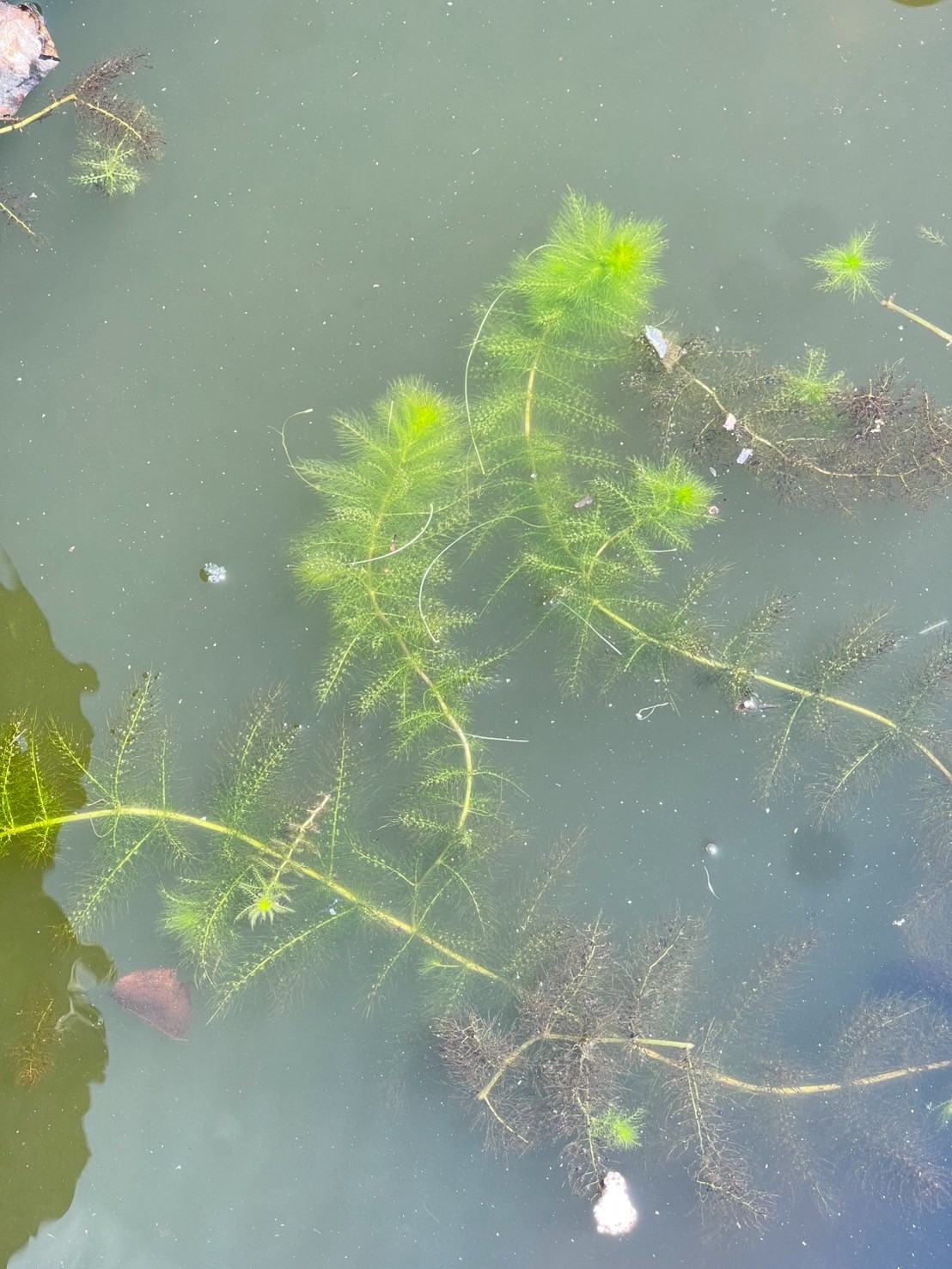 สาหร่ายข้าวเหนียว