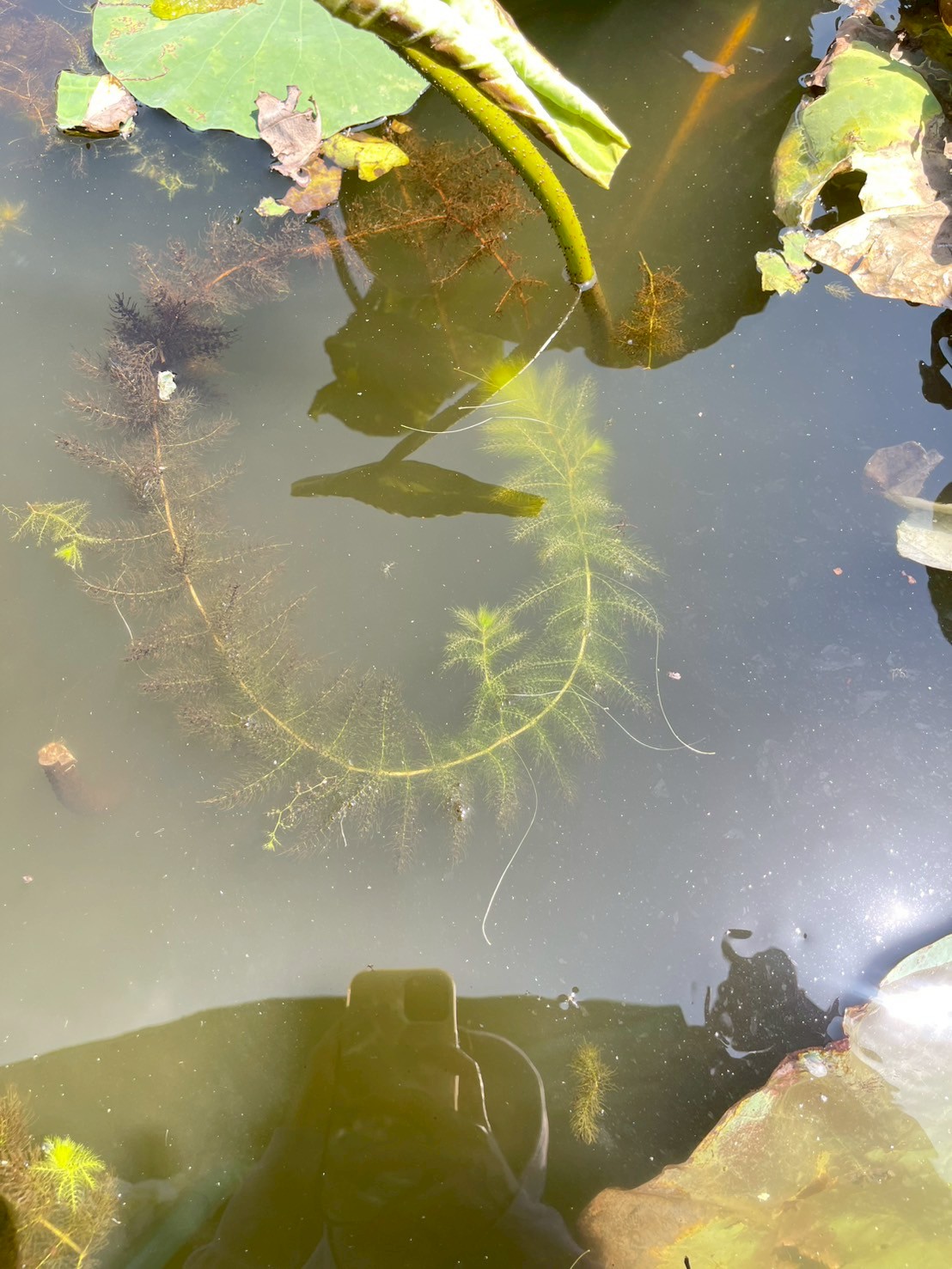 สาหร่ายข้าวเหนียว