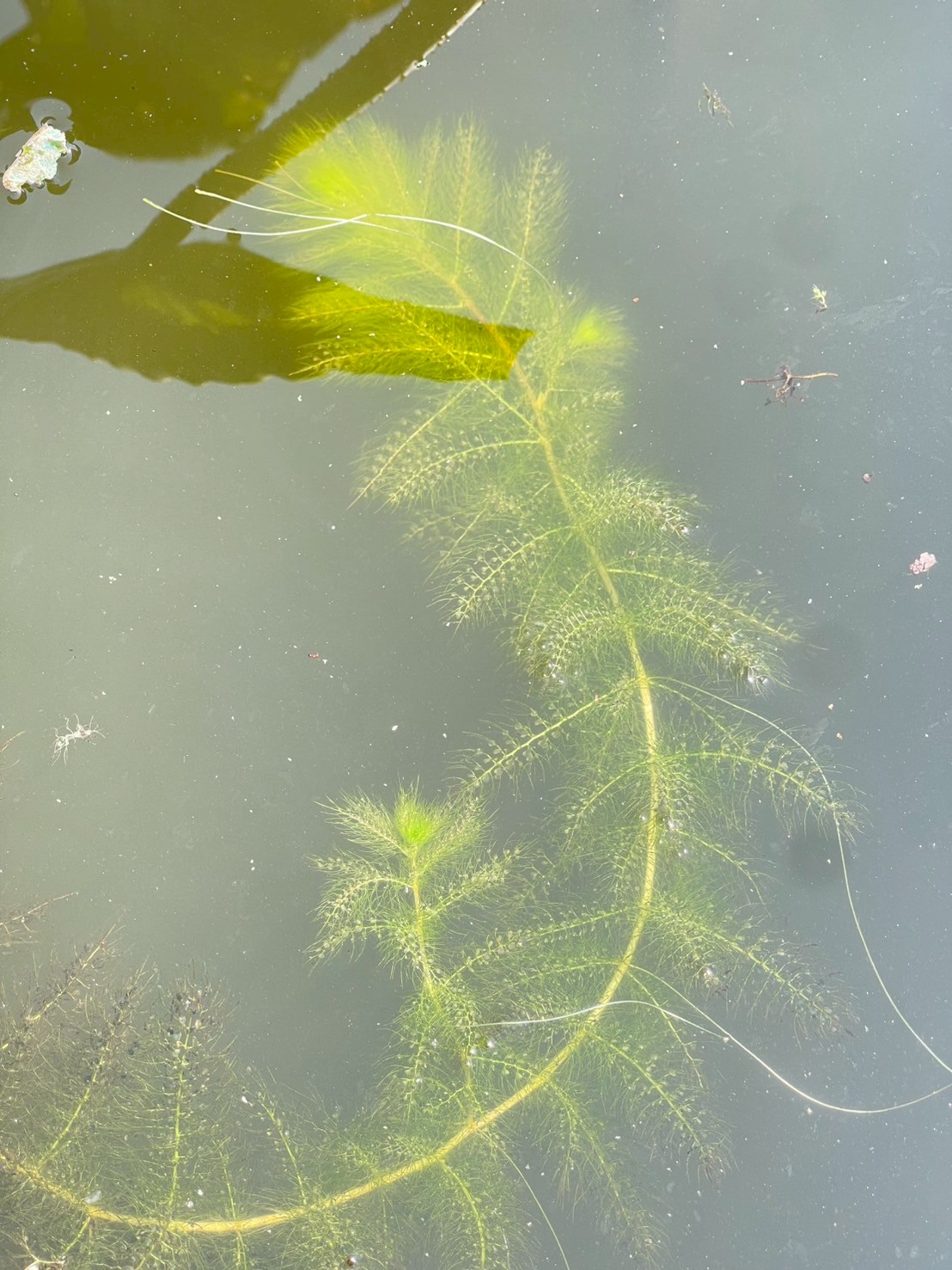 สาหร่ายข้าวเหนียว