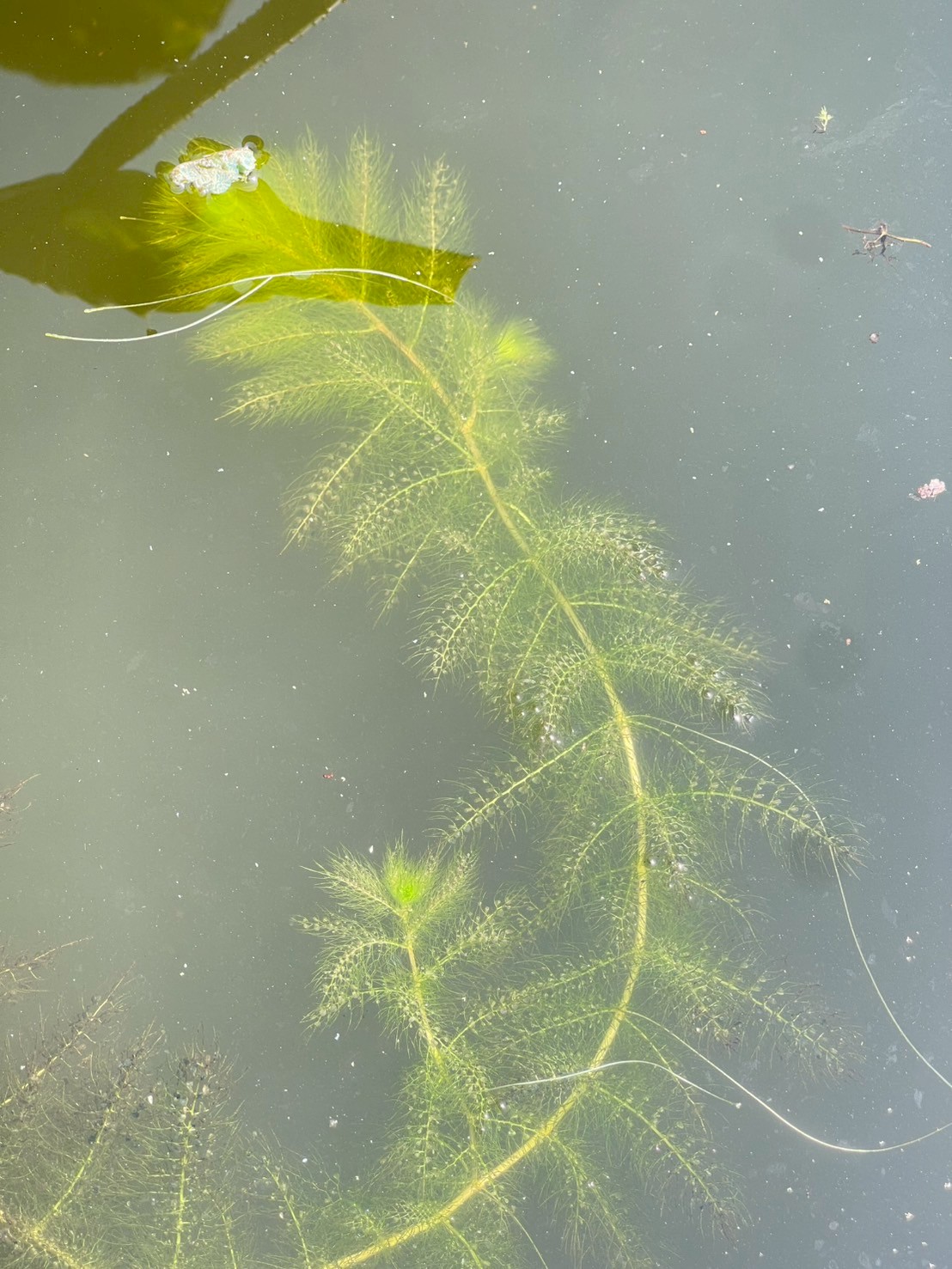 สาหร่ายข้าวเหนียว