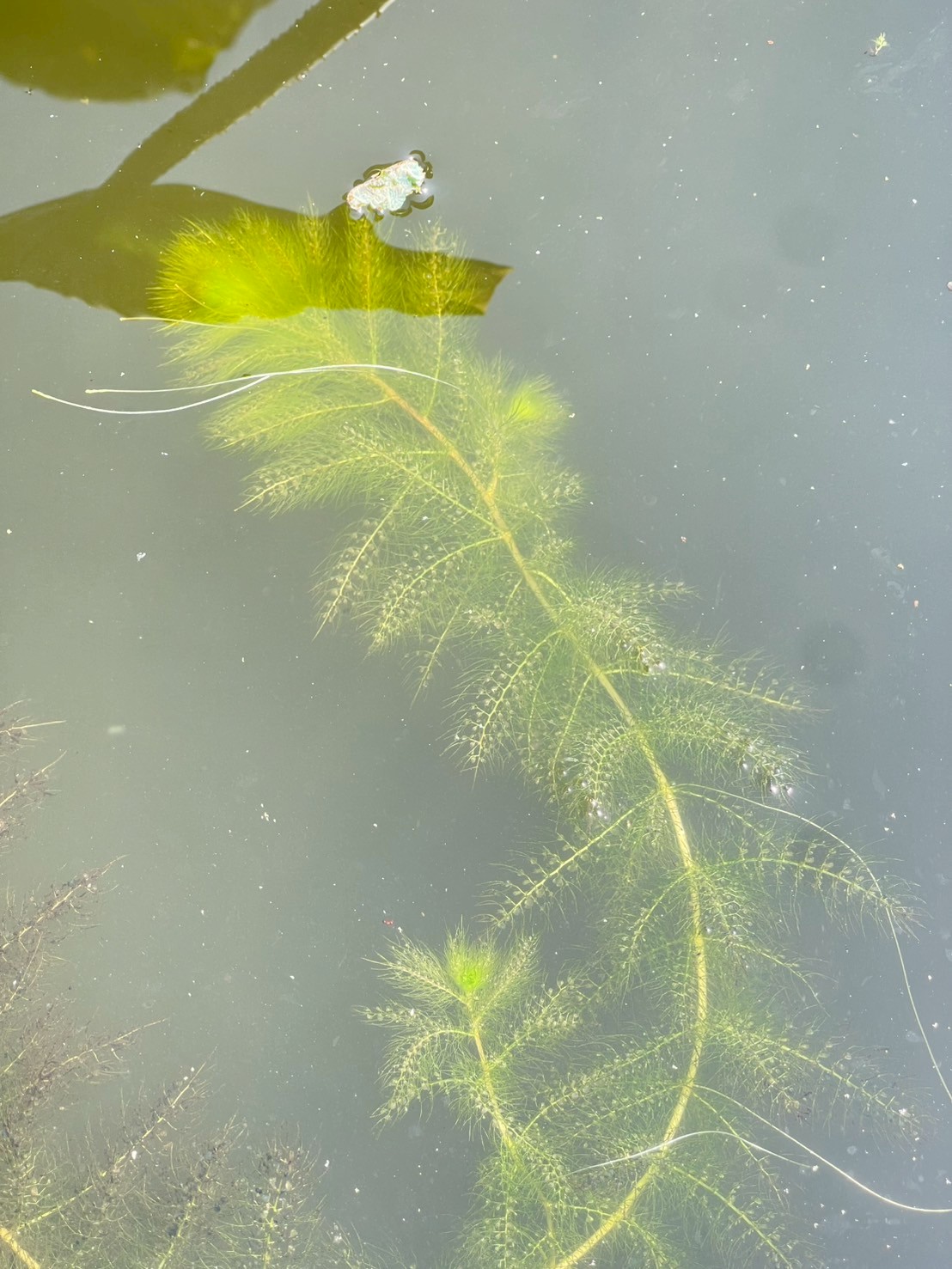 สาหร่ายข้าวเหนียว