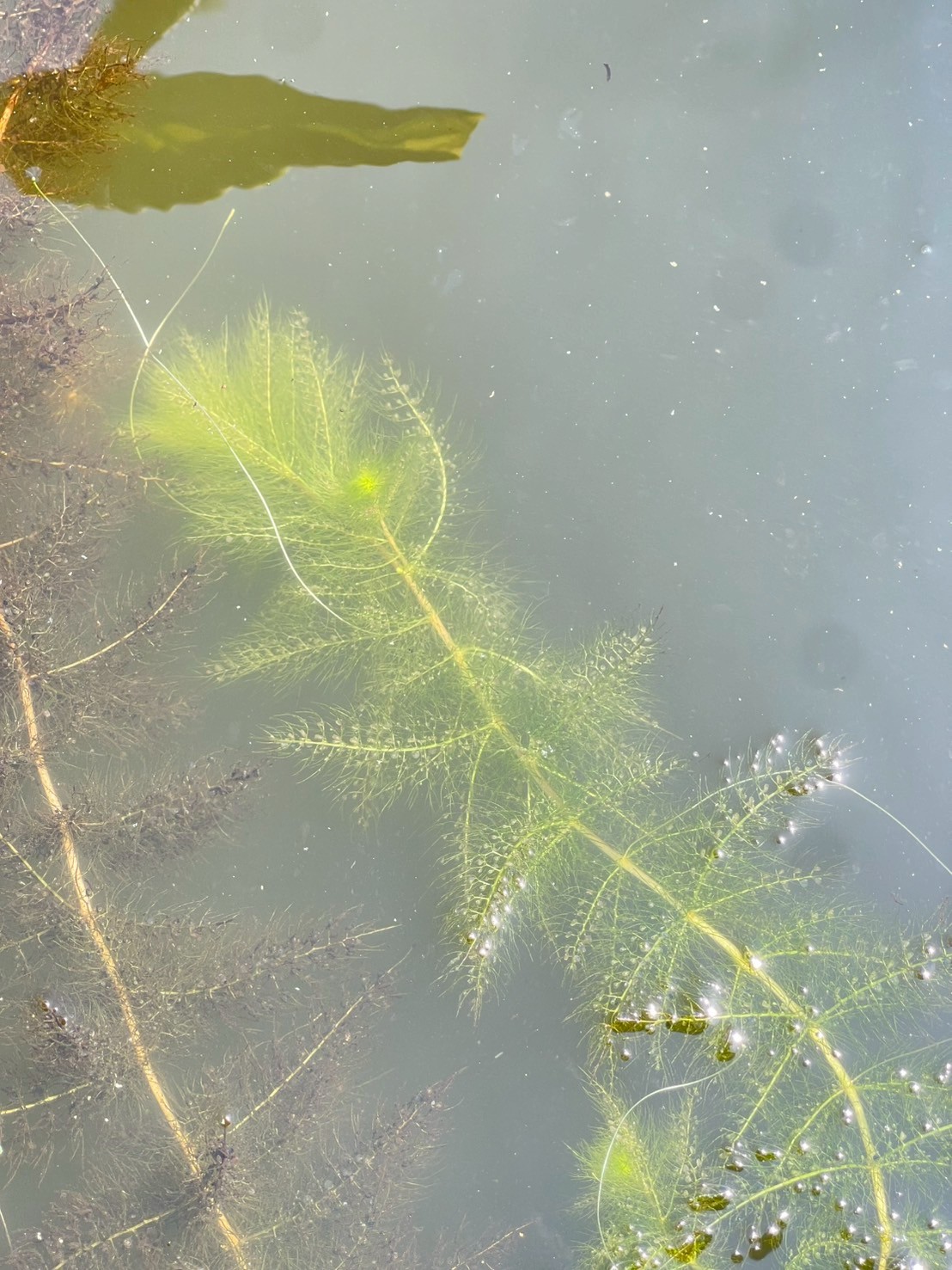 สาหร่ายข้าวเหนียว