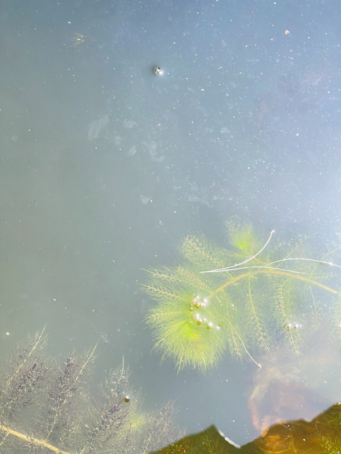 สาหร่ายข้าวเหนียว