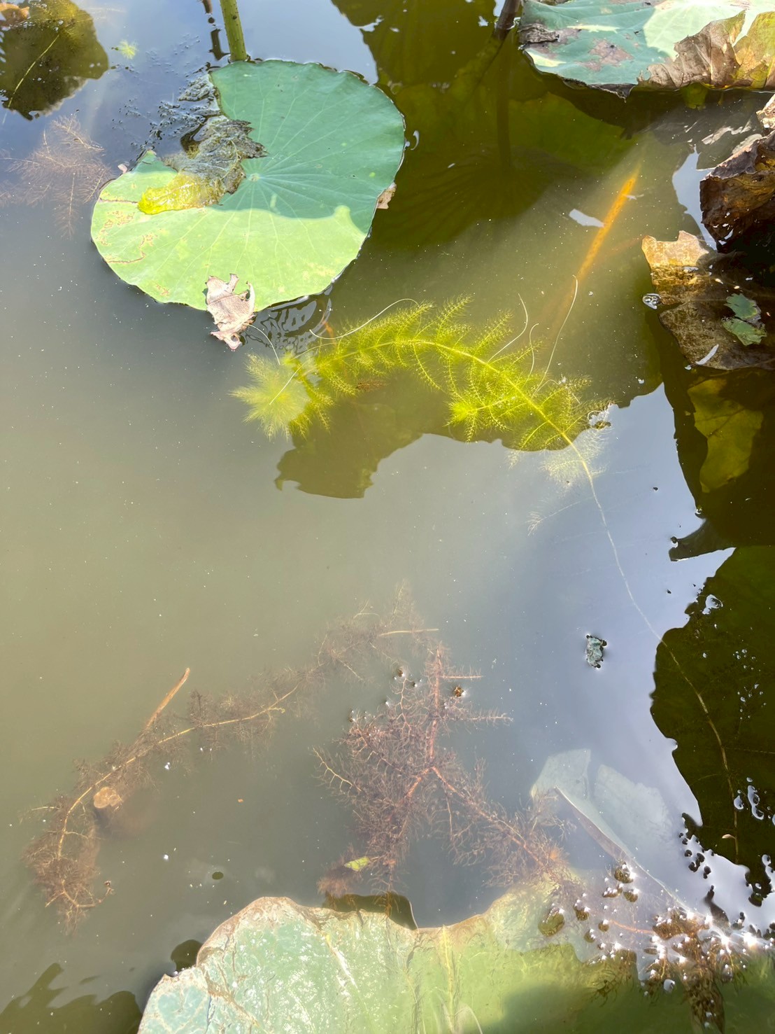 สาหร่ายข้าวเหนียว