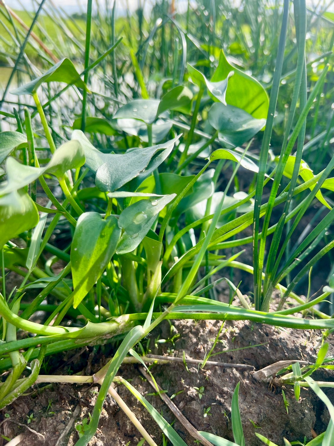 ผักตบไทย