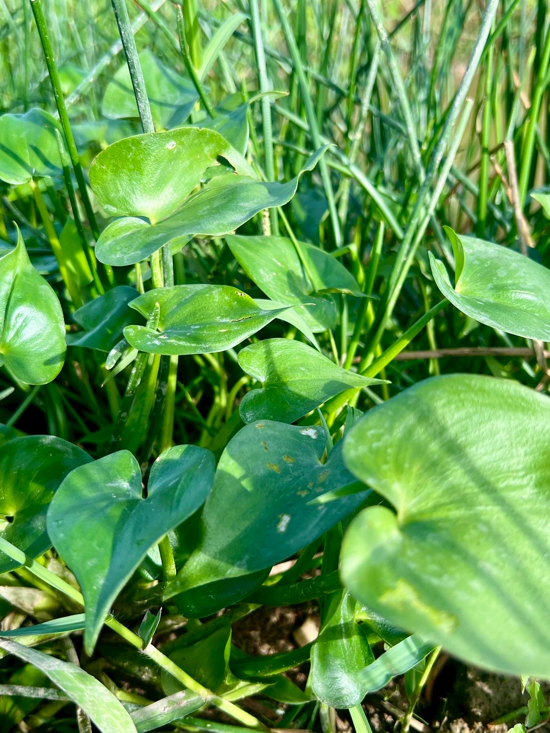 ผักตบไทย