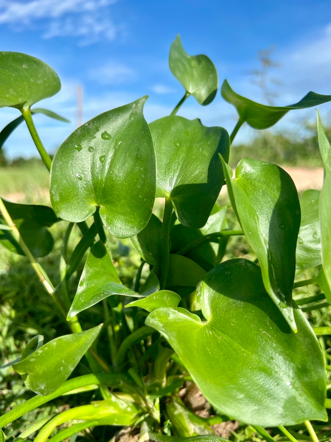 ผักตบไทย