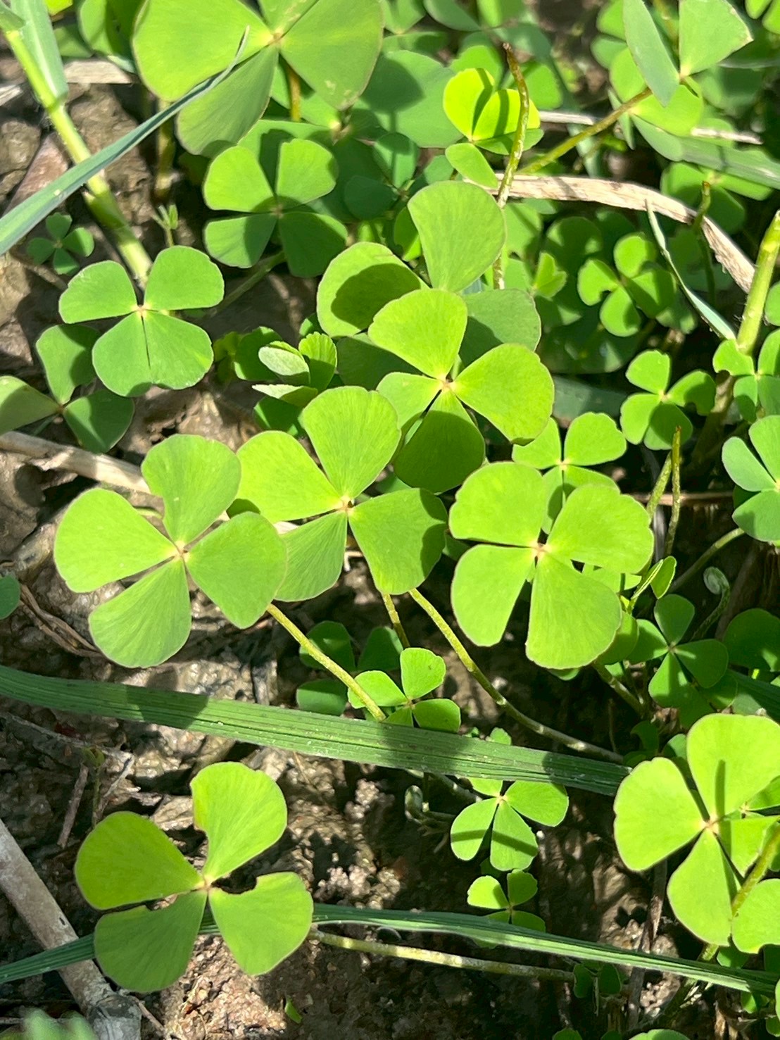 ผักแว่น