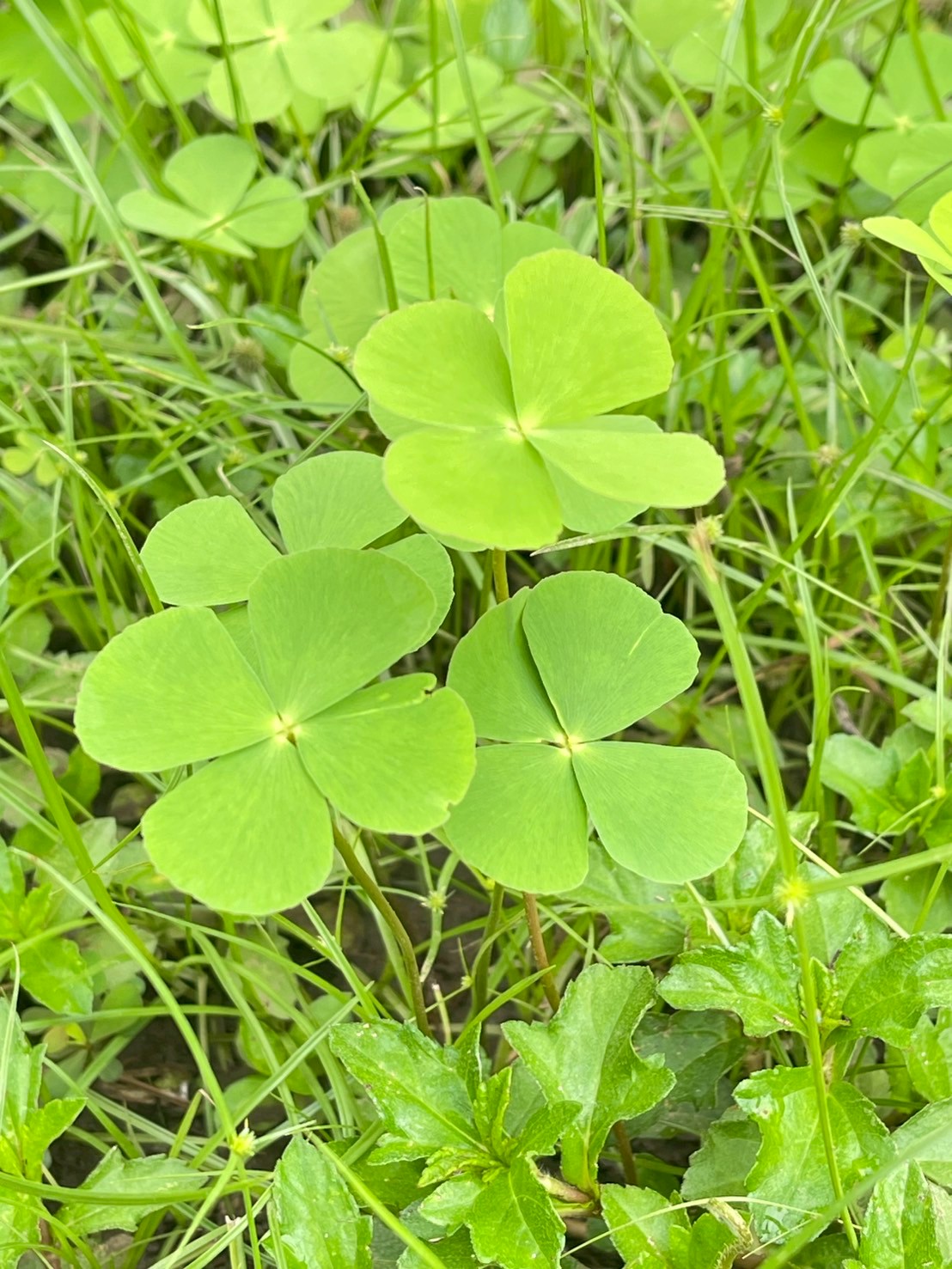 ผักแว่น