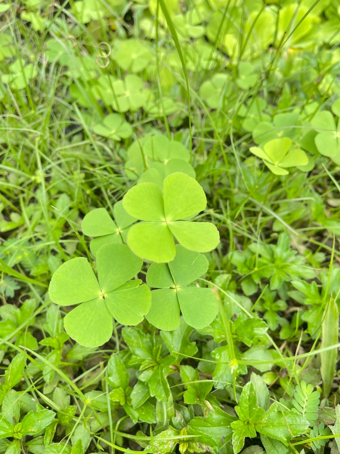 ผักแว่น