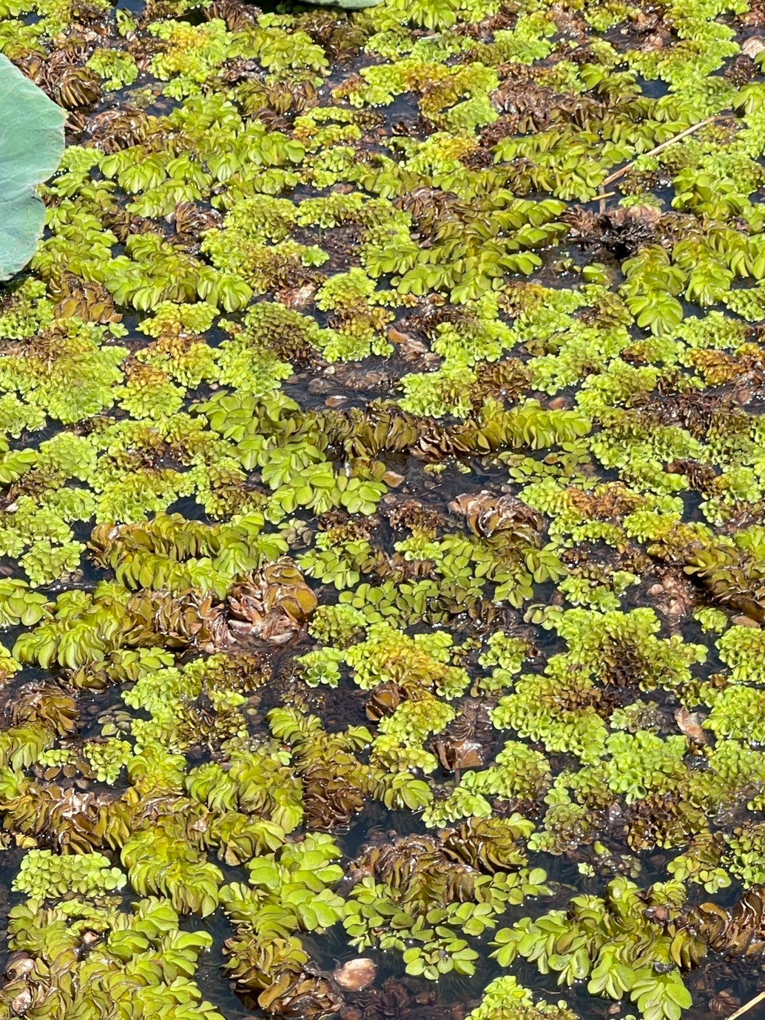 จอกหูหนูยักษ์