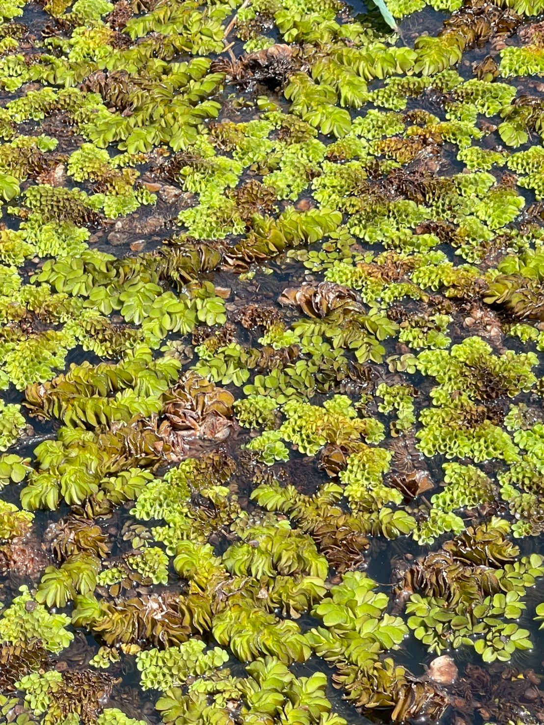 จอกหูหนูยักษ์