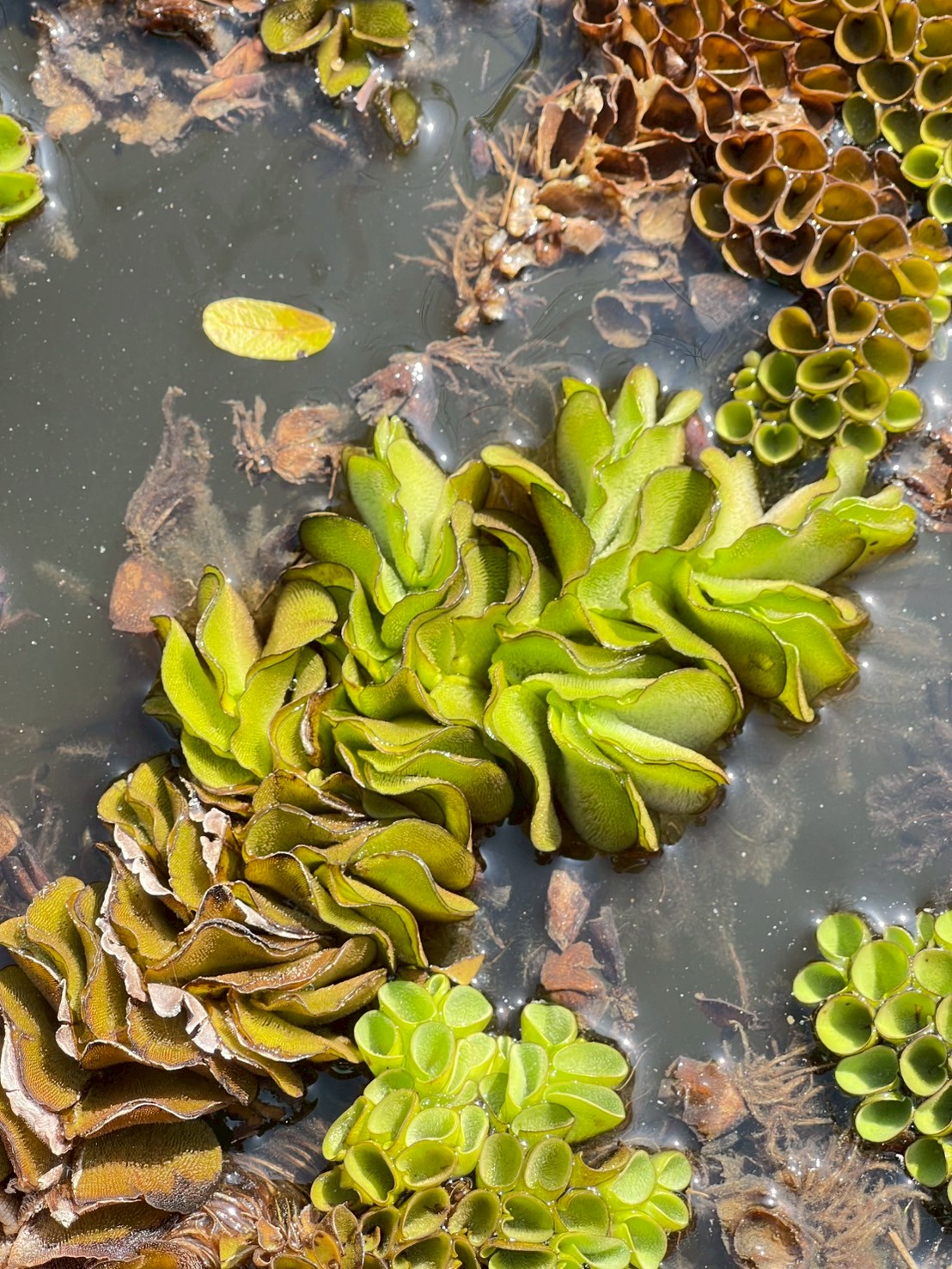 จอกหูหนูยักษ์