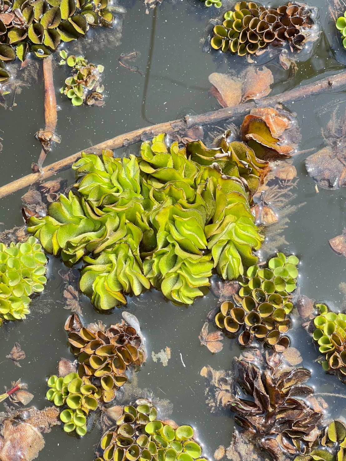 จอกหูหนูยักษ์