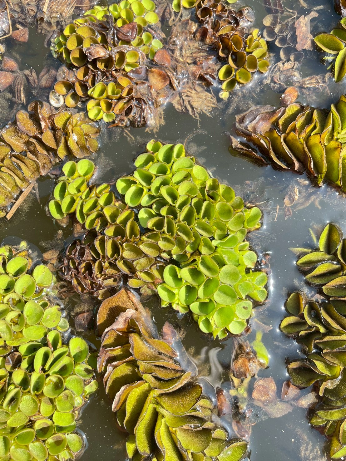 จอกหูหนู