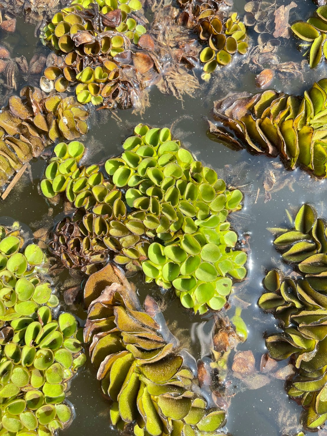 จอกหูหนู