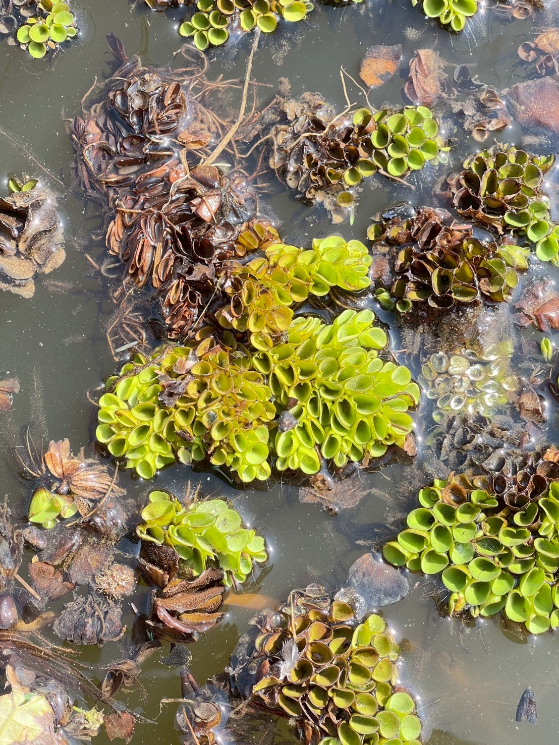 จอกหูหนู