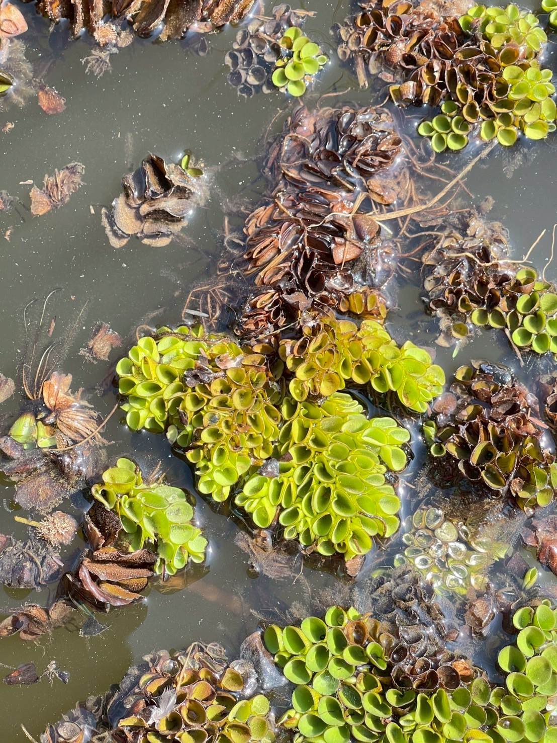 จอกหูหนู