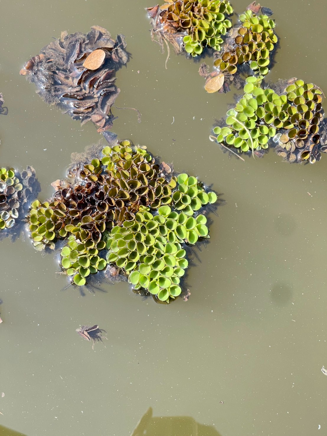 จอกหูหนู