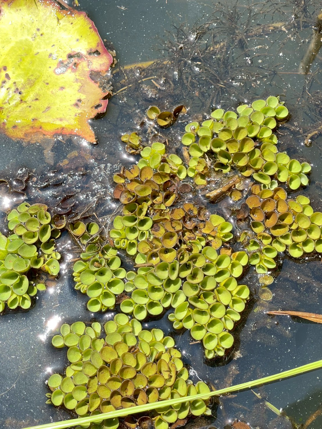 จอกหูหนู