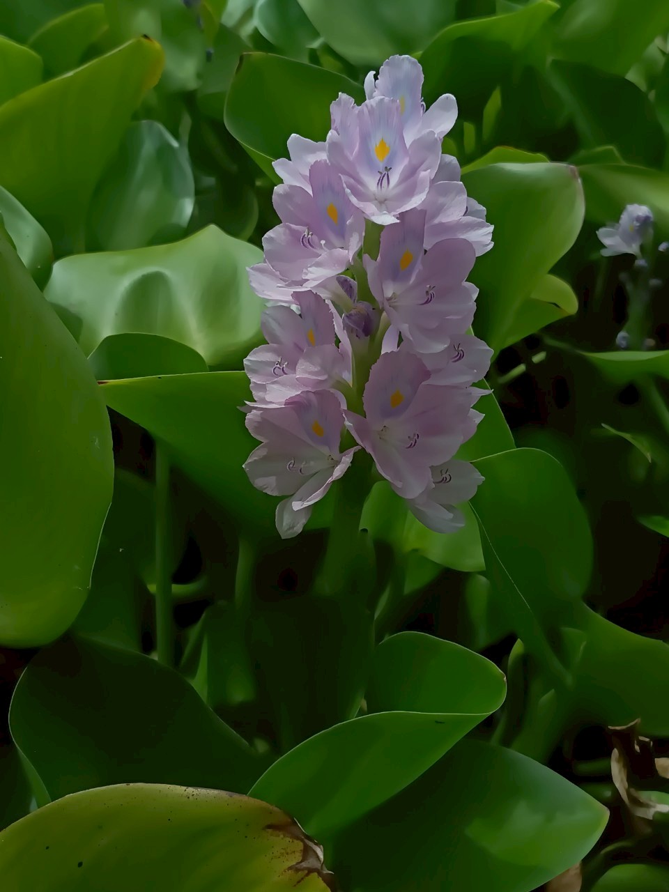 ผักตบชวา