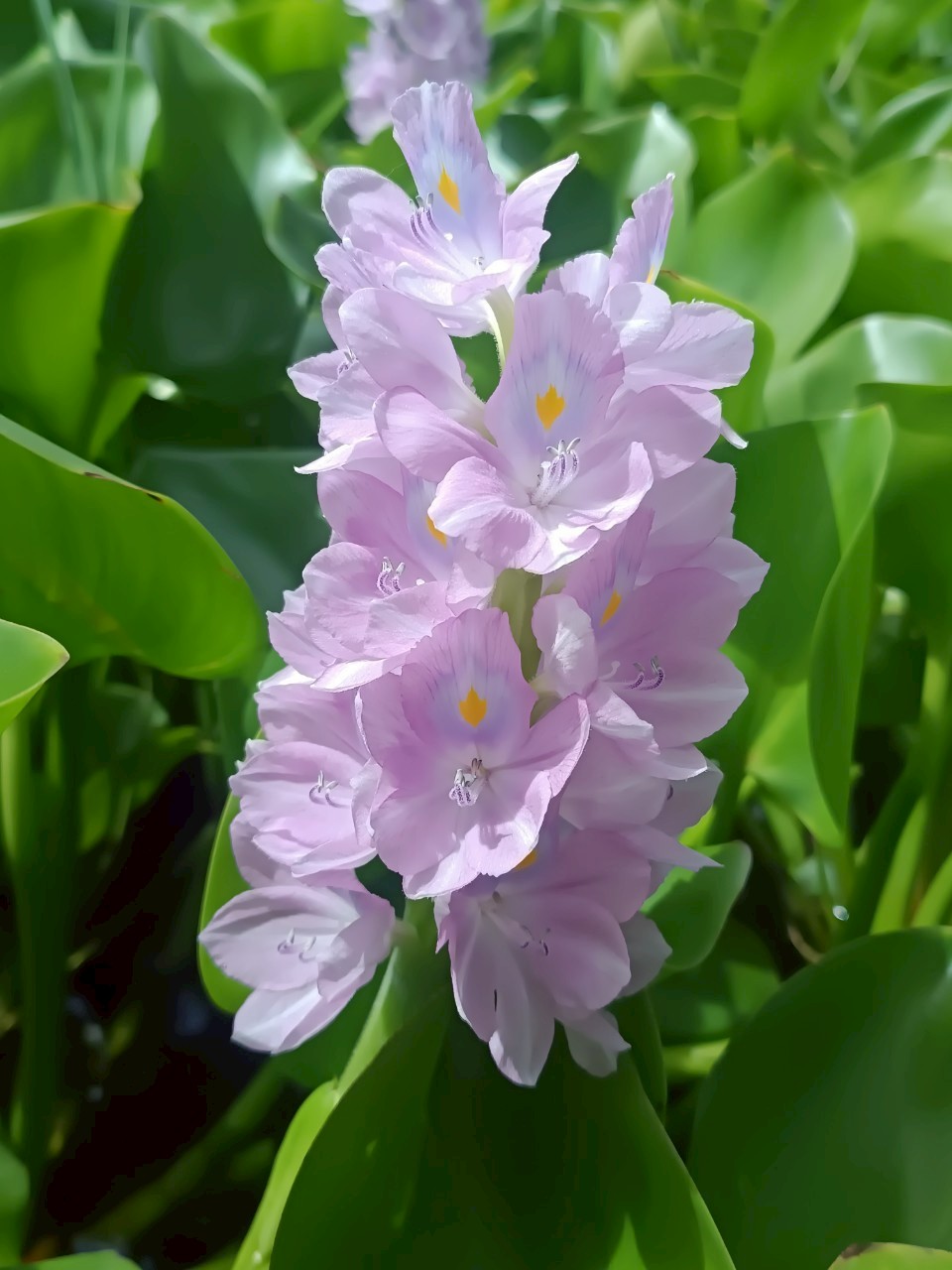 ผักตบชวา