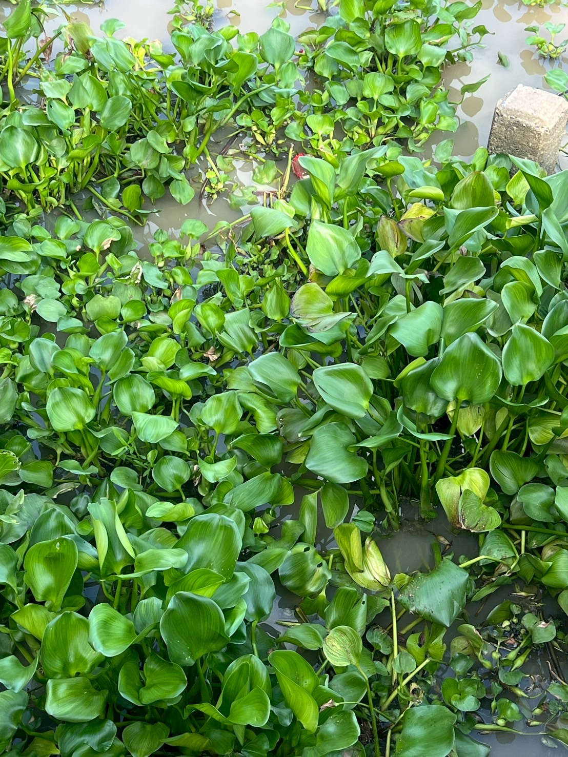 ผักตบชวา