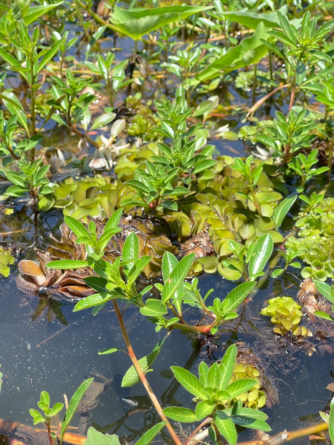 แพงพวยน้ำ