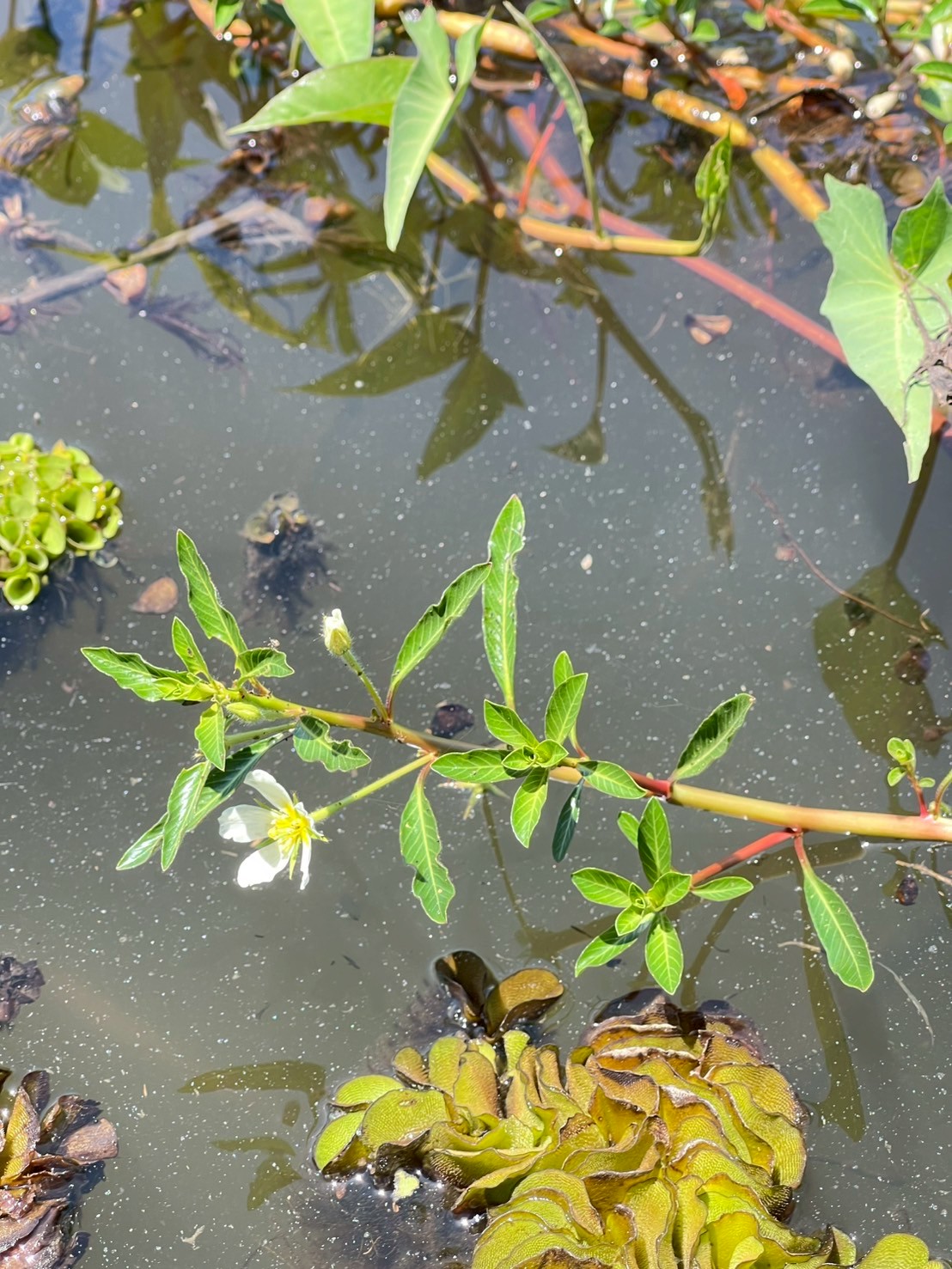 แพงพวยน้ำ