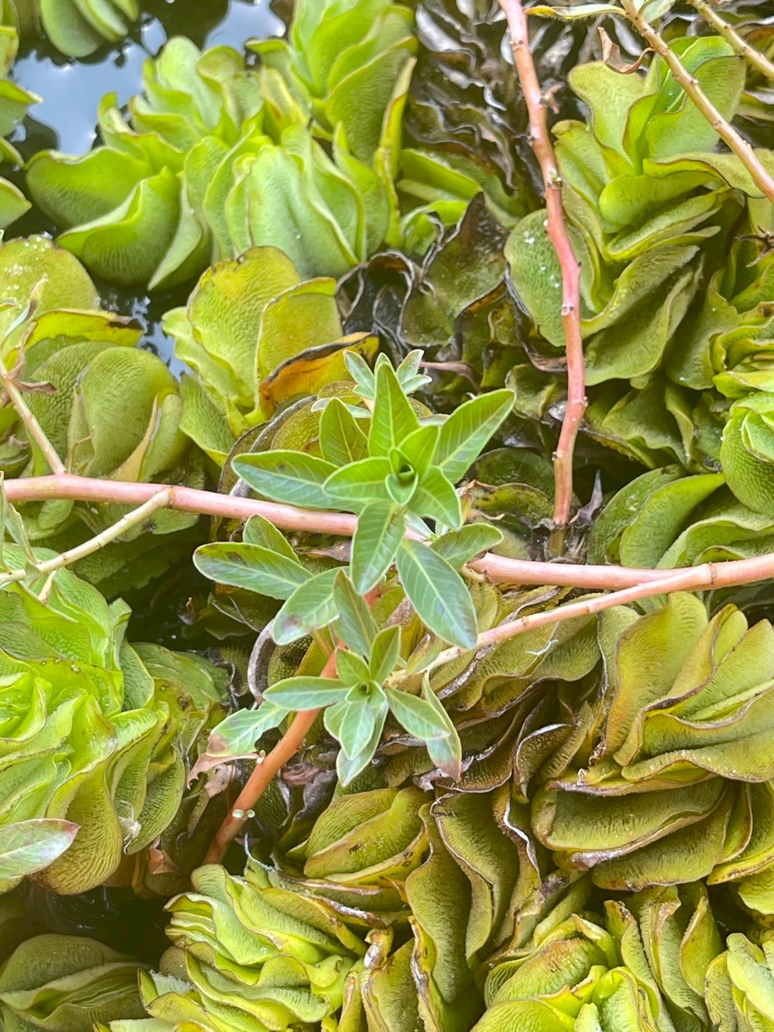 แพงพวยน้ำ