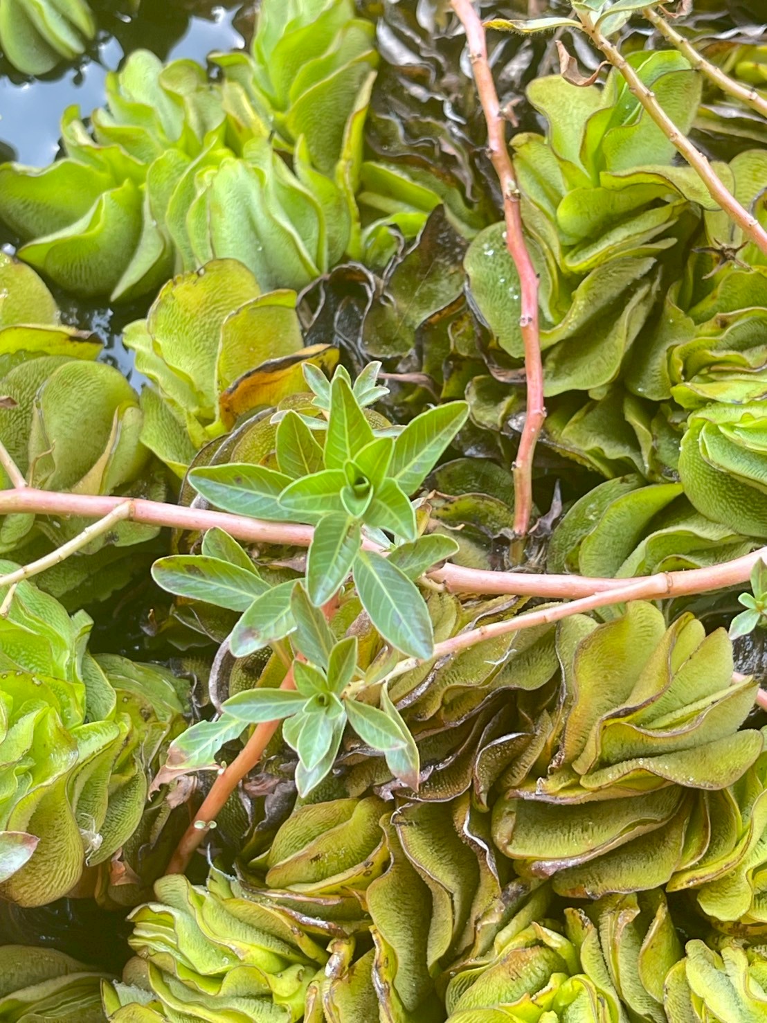 แพงพวยน้ำ