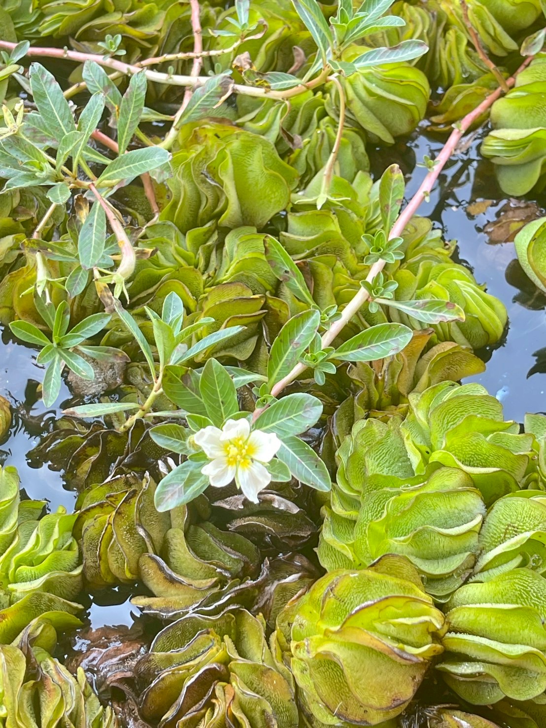 แพงพวยน้ำ